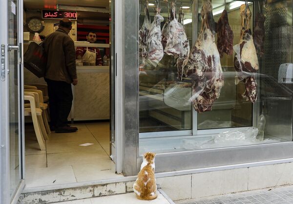 Gato faminto olha para vitrina do açougue em Beirute, Líbano - Sputnik Brasil