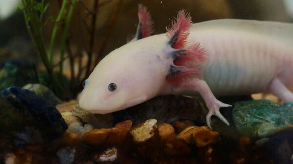 Axolotle (imagem referencial) - Sputnik Brasil