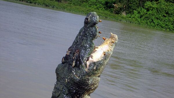 Crocodilo (imagem de arquivo) - Sputnik Brasil