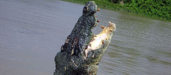 Crocodilo (imagem de arquivo) - Sputnik Brasil