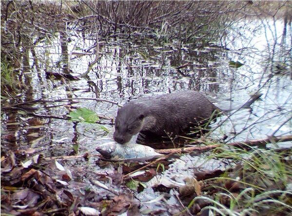 Lontra-europeia se alimenta na zona de exclusão de Chernobyl - Sputnik Brasil