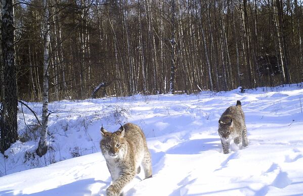 Linces passeiam pela floresta na zona de exclusão de Chernobyl - Sputnik Brasil