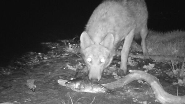 Lobo come peixe em plena escuridão, depois de 30 anos do desastre na Usina Nuclear de Chernobyl - Sputnik Brasil