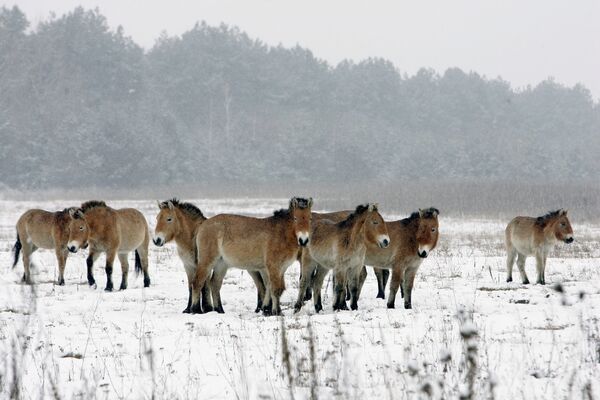 Cavalos selvagens foram levados à zona de exclusão de Chernobyl nos anos de 1990 para investigação da influência radioativa sobre os animais depois do desastre de 1986 na usina nuclear - Sputnik Brasil