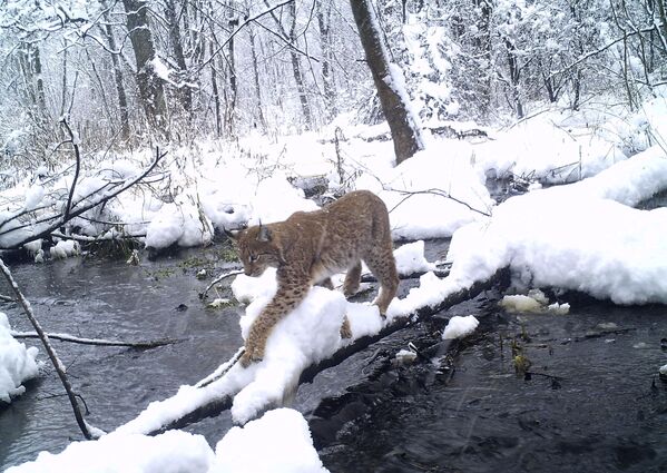 Lince atravessa um córrego na zona de exclusão de Chernobyl - Sputnik Brasil