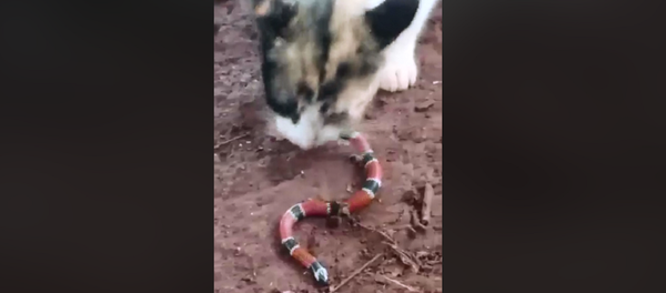 Cobra é torturada por bichano que a devora do rabo à cabeça - Sputnik Brasil