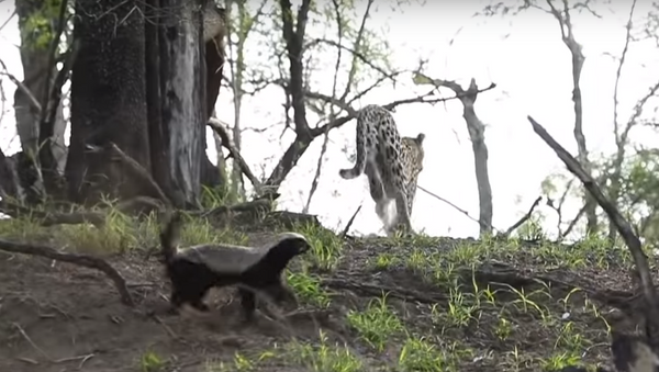 Texugo protege filhotes de leopardo - Sputnik Brasil