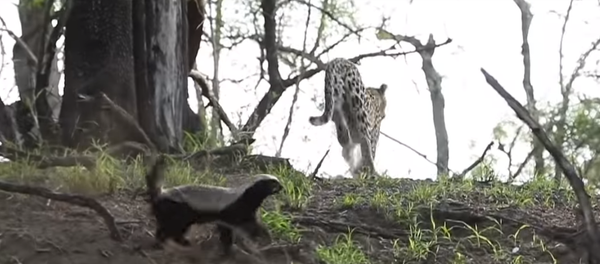 Texugo protege filhotes de leopardo Texugo protege filhotes de leopardo - Sputnik Brasil