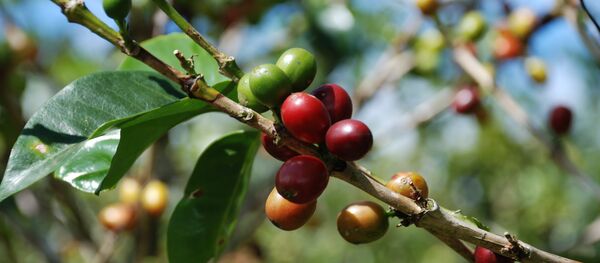 Um cafeeiro (imagem referencial) - Sputnik Brasil