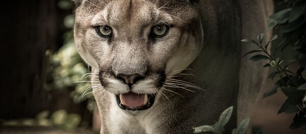 Onça-parda (imagem referencial) - Sputnik Brasil