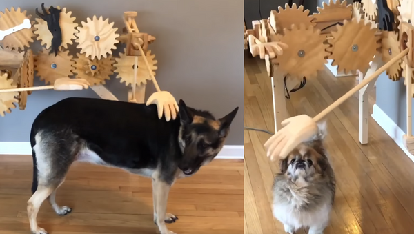 Criativa máquina de fazer carinhos não impressiona cachorros - Sputnik Brasil