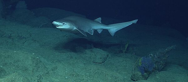 Tubarão-albafar (foto de arquivo) - Sputnik Brasil