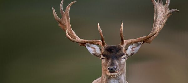 Cervo (imagem referencial) Cervo (imagem referencial) - Sputnik Brasil