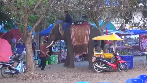 Adolescente se agarra em presa de elefante descontrolado na Tailândia - Sputnik Brasil
