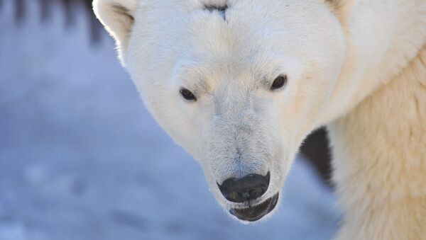 Urso polar (foto do arquivo) - Sputnik Brasil