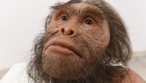 Reconstrução dos ancestrais Homo naledi - Sputnik Brasil
