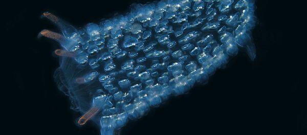 Jovem pyrosome - Sputnik Brasil