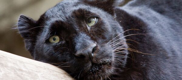 Leopardo negro (imagem referencial) - Sputnik Brasil