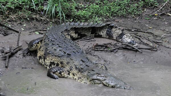Crocodilo à beira da água, em San Manuel Cortes, ao norte de Honduras, 4 de novembro de 2015 (imagem referencial) - Sputnik Brasil