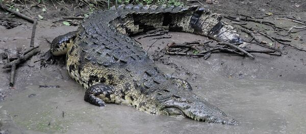 Crocodilo à beira da água, em San Manuel Cortes, ao norte de Honduras, 4 de novembro de 2015 (imagem referencial) - Sputnik Brasil