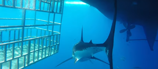 Tubarão-branco tenta entrar em gaiola de mergulhador - Sputnik Brasil