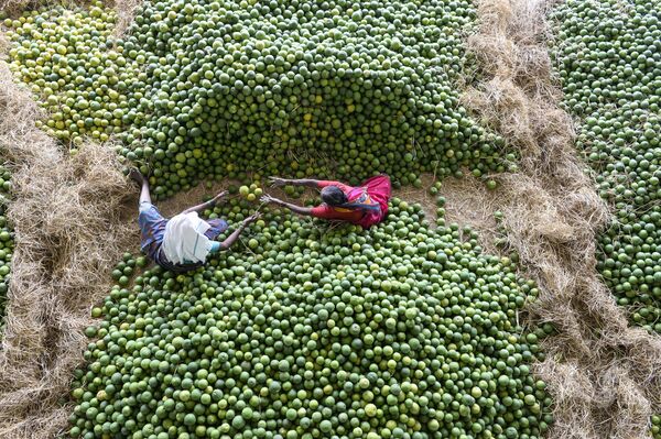 Trabalhadores indianos selecionam frutas, chamadas de laranjas doces nos arredores de Hyderabad, Índia, em 11 de fevereiro de 2019 - Sputnik Brasil