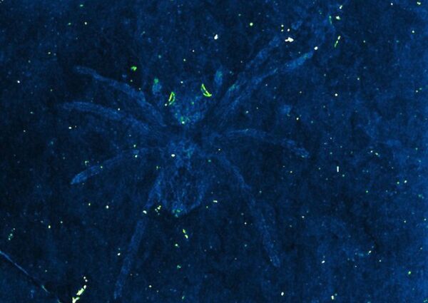 Fóssil de aranha com olhos brilhantes - Sputnik Brasil