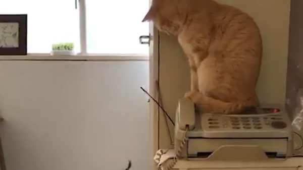 Gato joga peixe na cara de amigo - Sputnik Brasil