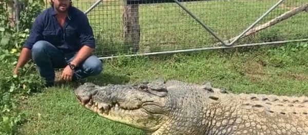 Homem alimentando crocodilo - Sputnik Brasil