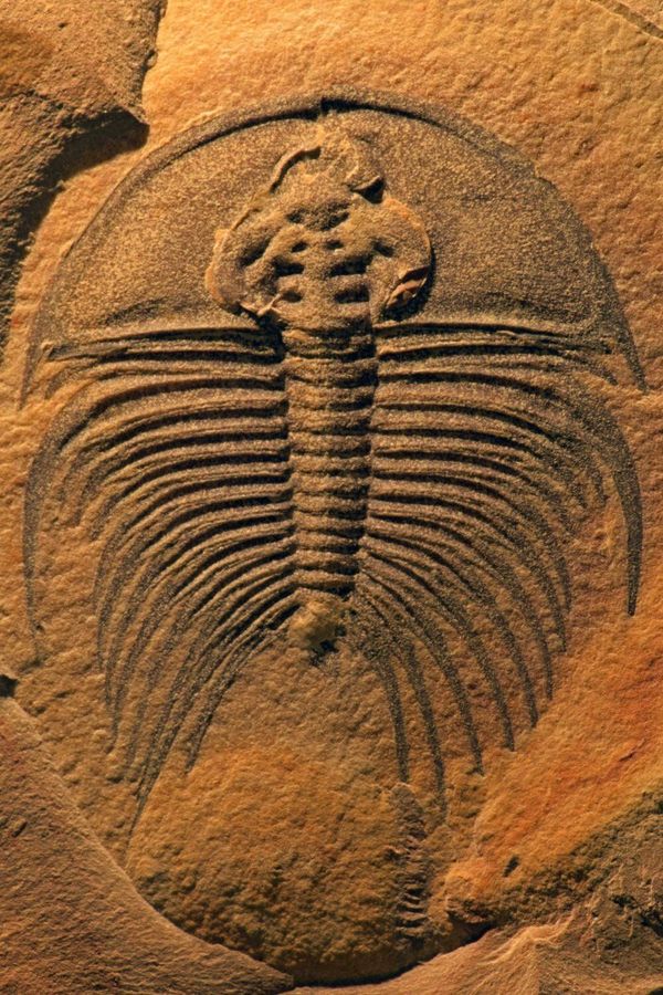 Trilobita do período Câmbrico Trilobita do período Câmbrico - Sputnik Brasil