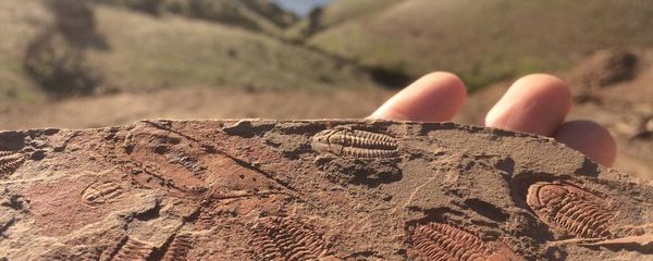 Trilobita em rocha Câmbrica Trilobita em rocha Câmbrica - Sputnik Brasil