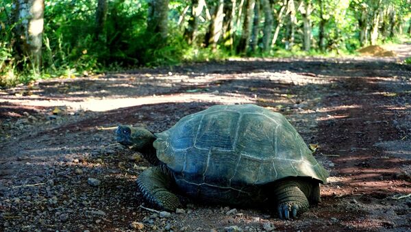 Tartaruga gigante no Parque Nacional de Galápagos - Sputnik Brasil