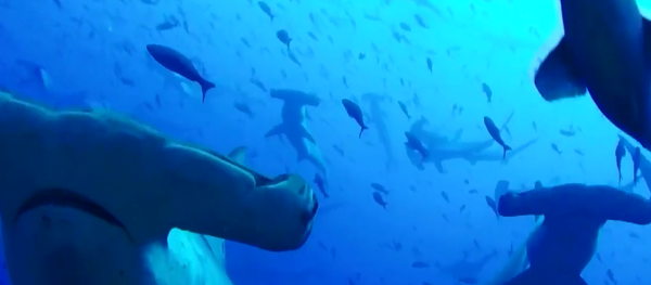 Cardume de tubarões-martelos Cardume de tubarões-martelos - Sputnik Brasil