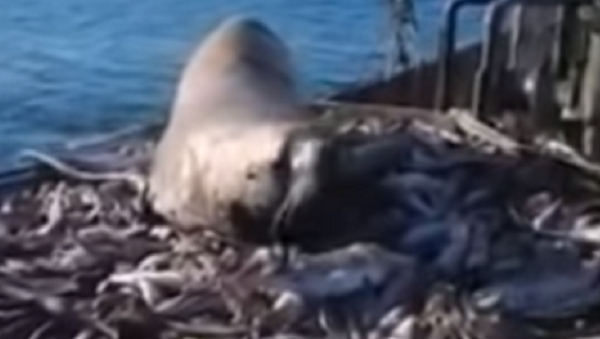 Leão-marinho rouba o peixe de pescadores russos - Sputnik Brasil