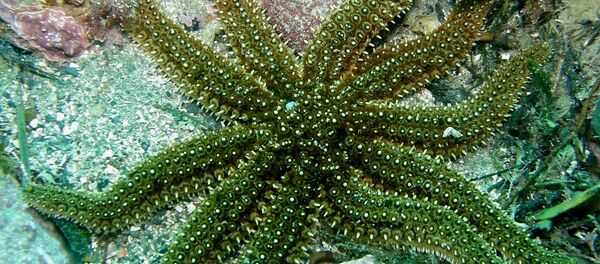 Estrela-do-mar - Sputnik Brasil