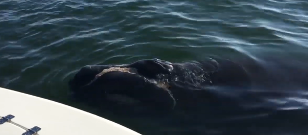 Videoclube - Sputnik Brasil