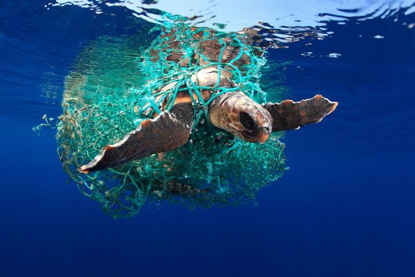 Tartaruga-marinha-comum registrada pelo fotógrafo espanhol Acevedo, que ganhou 1º lugar na categoria Conservação Marítima - Sputnik Brasil