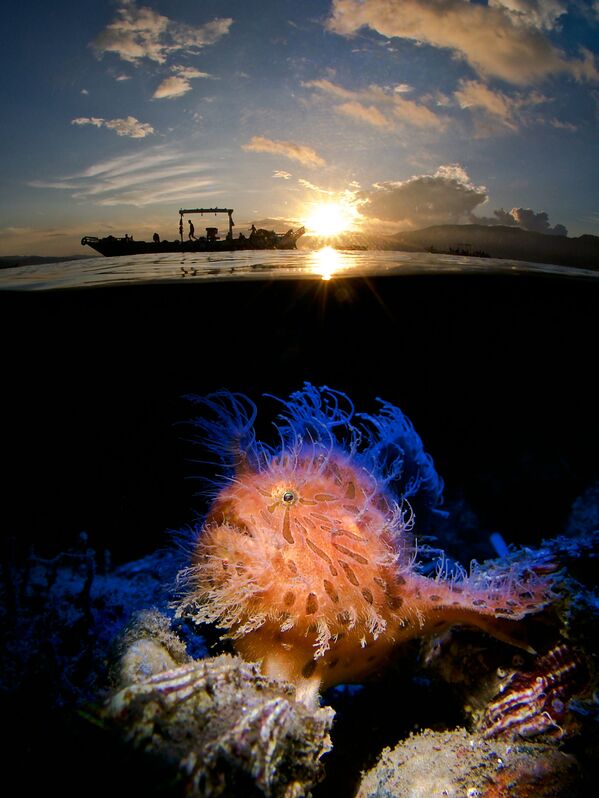 Peixe-sapo no Nascer do Sol do fotógrafo alemão Enrico Somogyi, 1º lugar na categoria Compacto - Sputnik Brasil