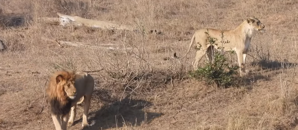 Leão atrapalha caçada de fêmea e deixa refeição escapar - Sputnik Brasil