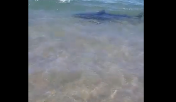 Tubarão cabeça-chata é filmado a poucos metros de praia sul-africana - Sputnik Brasil