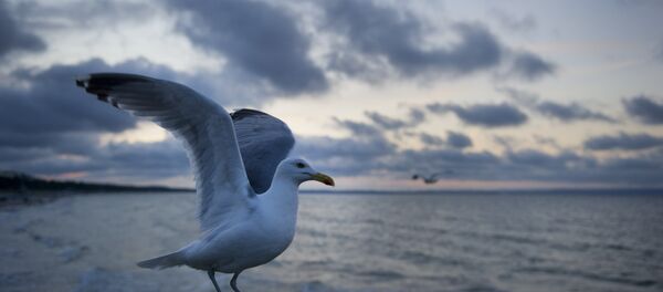 Uma gaivota na parte alemã do mar Báltico - Sputnik Brasil
