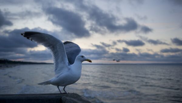 Uma gaivota na parte alemã do mar Báltico - Sputnik Brasil