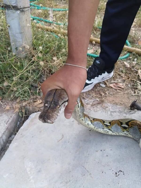 Cobra capturada na Tailândia (imagem referencial) - Sputnik Brasil