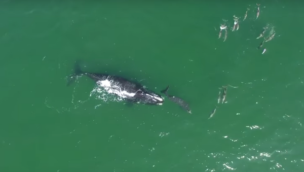 Baleias e golfinhos interagem na costa da Flórida - Sputnik Brasil