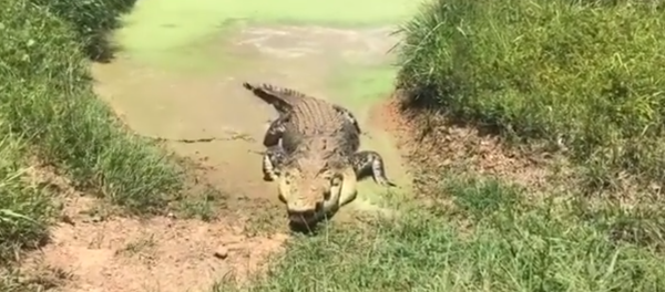 Crocodilo sai subitamente de poça d’água atrás de comida na Austrália - Sputnik Brasil