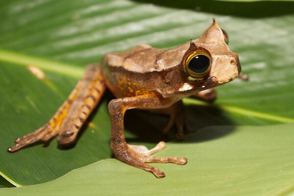 Gastrotheca cornuta representa uma espécie de anfíbio da família Hemiphractidae. Pode ser encontrada em alguns países da América do Sul onde seu habitat natural inclui florestas subtropicais ou tropicais húmidas de baixa altitude e rios. Atualmente, está ameaçada por perda de habitat - Sputnik Brasil