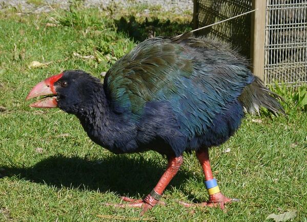 Takahe é uma ave da família Rallidae, endêmica da Nova Zelândia. O takahe é o maior ralídeo existente na atualidade, com uns 63 cm de comprimento. No entanto, essa espécie está à beira de extinção - Sputnik Brasil