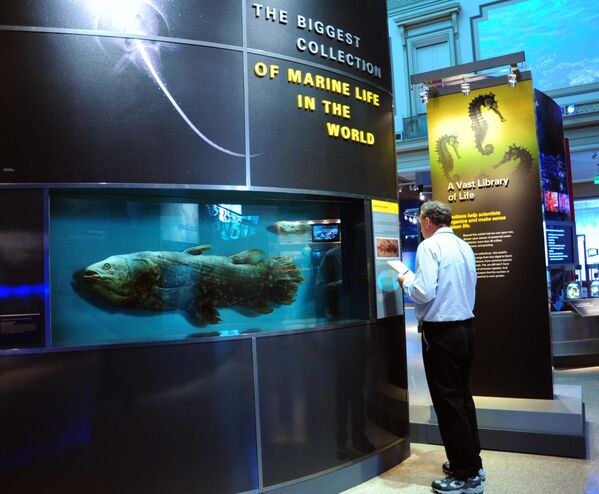 Um exemplar de peixe da ordem Coelacanthiformes representado no Museu Nacional de História Natural em Washington - Sputnik Brasil