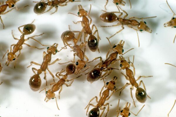 Prionomyrmex macrops é uma espécie de formiga que habita o sul da Austrália. No entanto, as possíveis ameaças para sua sobrevivência incluem a destruição de seu habitat e a mudança climática - Sputnik Brasil