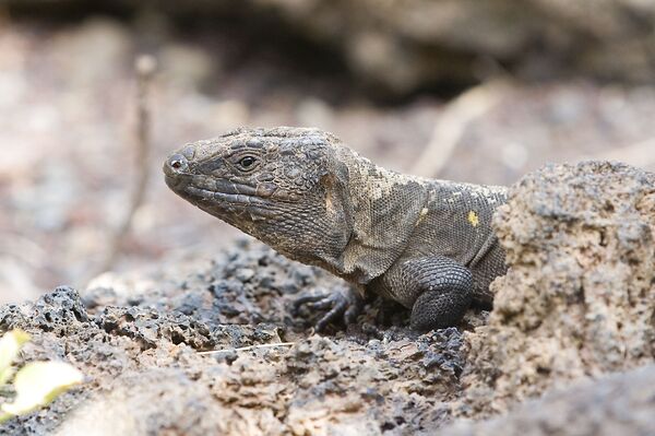 Lagarto curioso escapa de cães e escala portão para espiar casa – Fotos - Sputnik Brasil